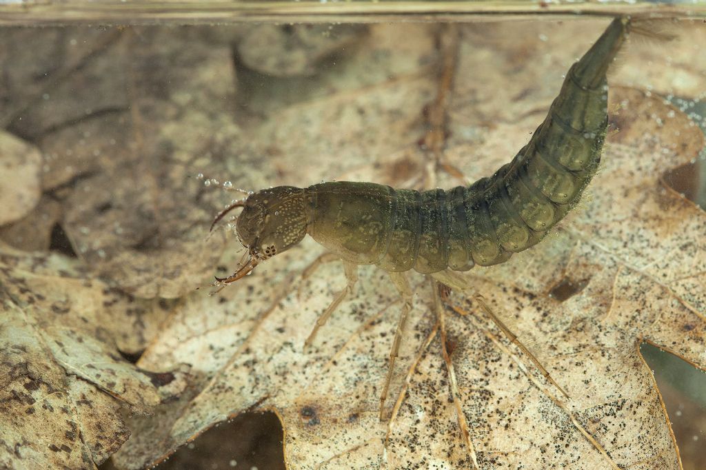 ID larva Dytiscidae